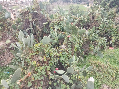 Foto de Palma forrageira