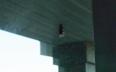 Pseudotephritina