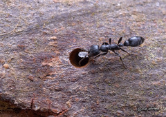 Pseudomyrmex lynceus