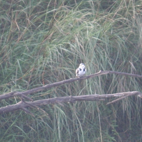 Pied Kingfisher
