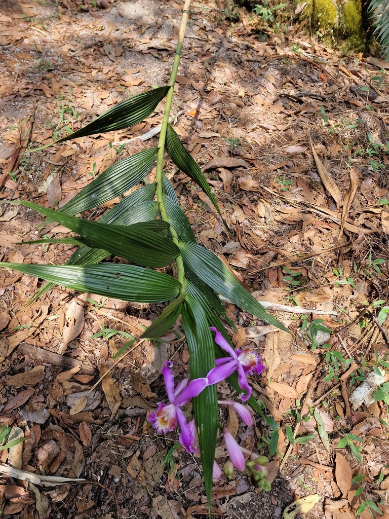 Sobralia dichotoma