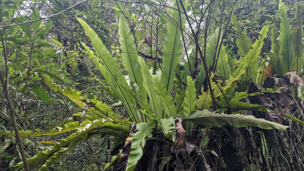 Ráng ổ phụng lá xẻ – Asplenium antiquum