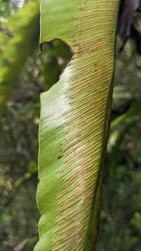 Asplenium antiquum, photograph 1