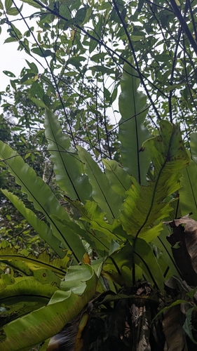 Asplenium antiquum, photograph 2