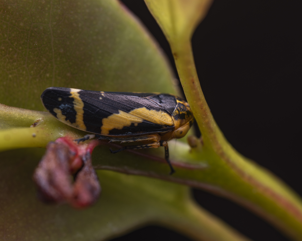 Eurymeloides perpusilla