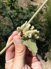 Malacothamnus orbiculatus