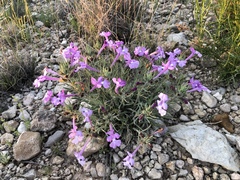 Salvia whitehousei