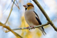 Hawfinch photo 2