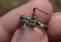 Aeoloplides fuscipes