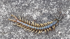 Ethmostigmus rubripes