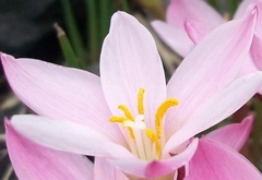 Zephyranthes concolor