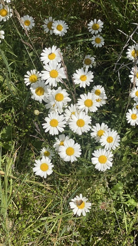 Foto de Margarida