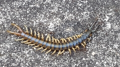 Ethmostigmus rubripes