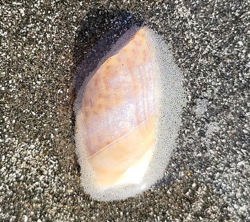 Agaronia hiatula observed 2024-01-02