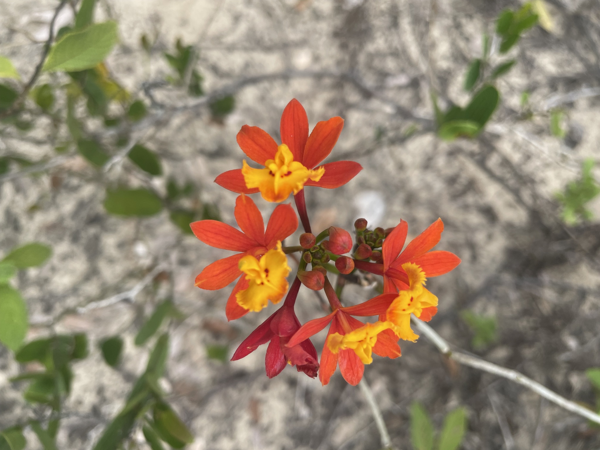 Epidendrum fulgens