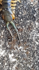 Ethmostigmus rubripes