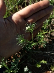 Spermolepis echinata