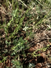 Spermolepis echinata