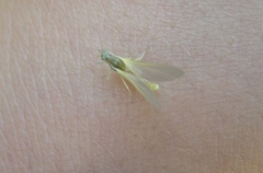 Ephemerella