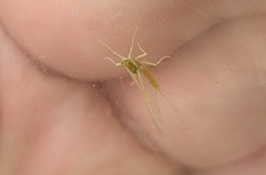 Ephemerella