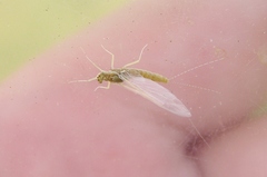 Ephemerella