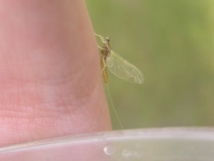 Ephemerella