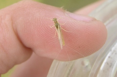 Ephemerella