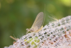 Ephemerella