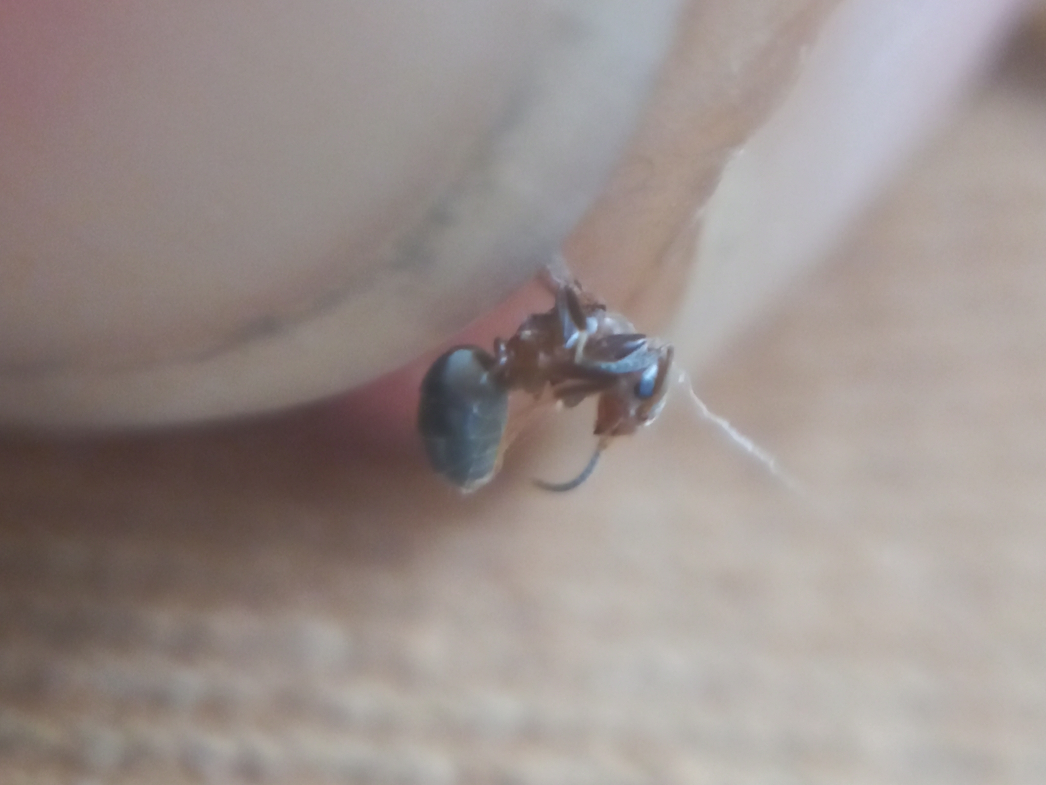 Chronoxenus dalyi