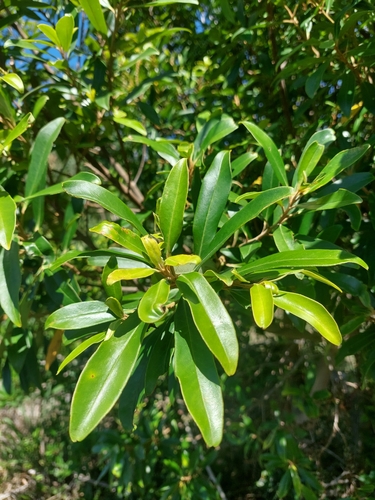 Image of Myrsine coriacea by (c) Tomás Tamagno, some rights reserved (CC BY)