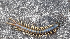 Ethmostigmus rubripes