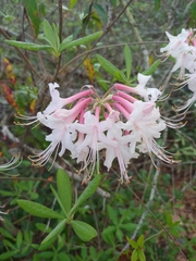 Rhododendron atlanticum