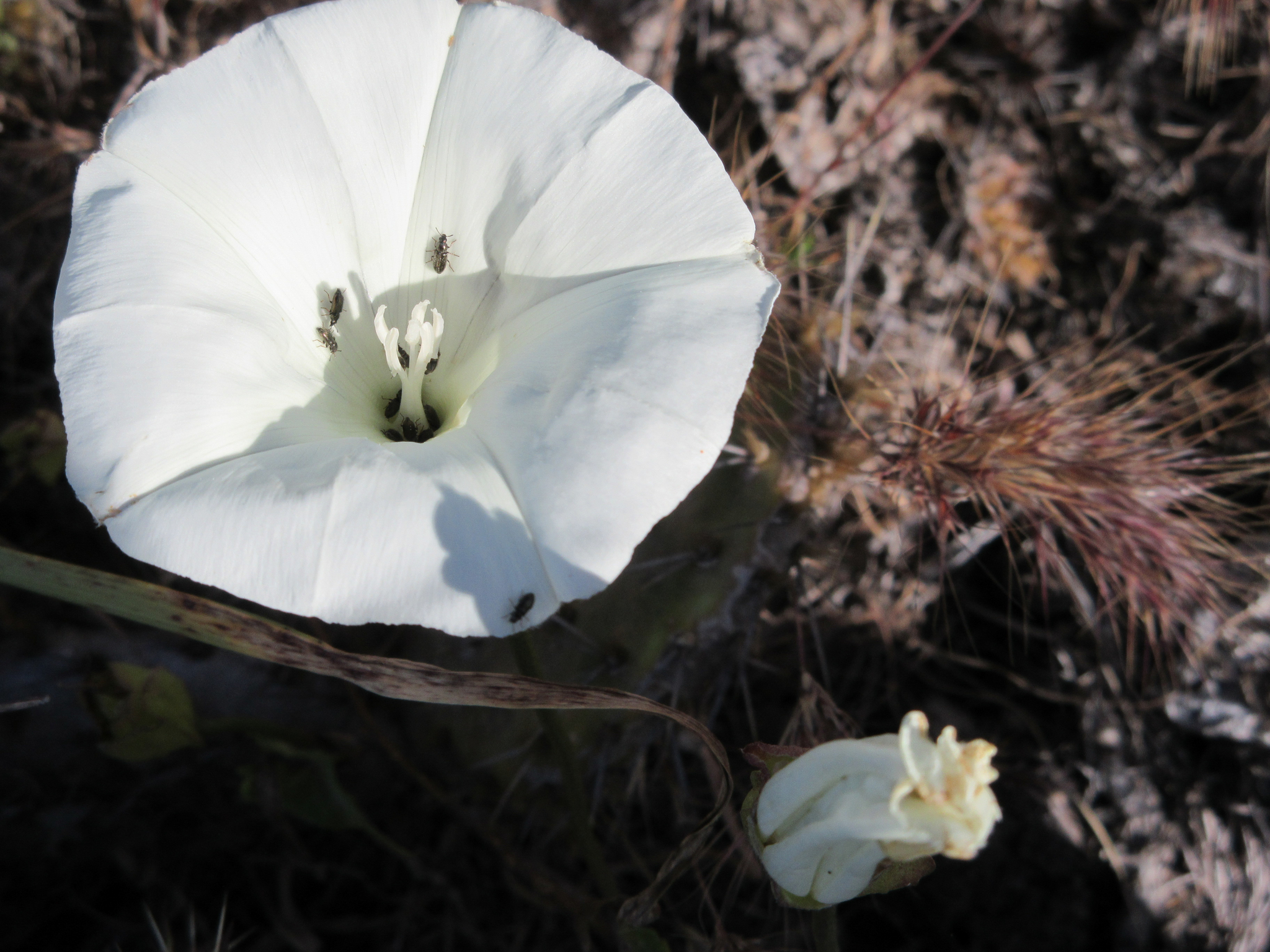 Calystegia macrostegia ssp. amplissima