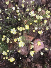 Hesperomecon linearis