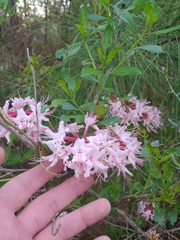 Rhododendron atlanticum