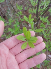 Rhododendron atlanticum