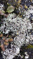 Cladonia symphycarpa