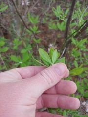 Rhododendron atlanticum