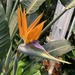 Common Bird-of-paradise Flower - Photo (c) Croc O'Dyle, some rights reserved (CC BY-NC), uploaded by Croc O'Dyle