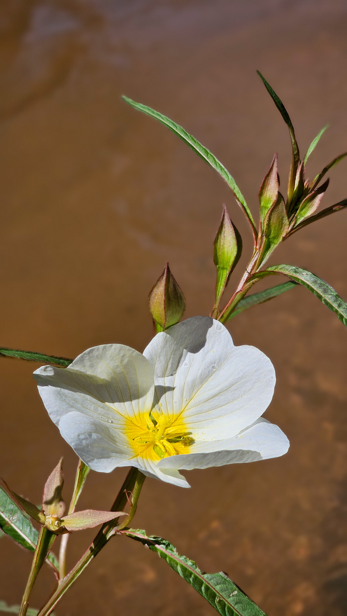 Ludwigia major