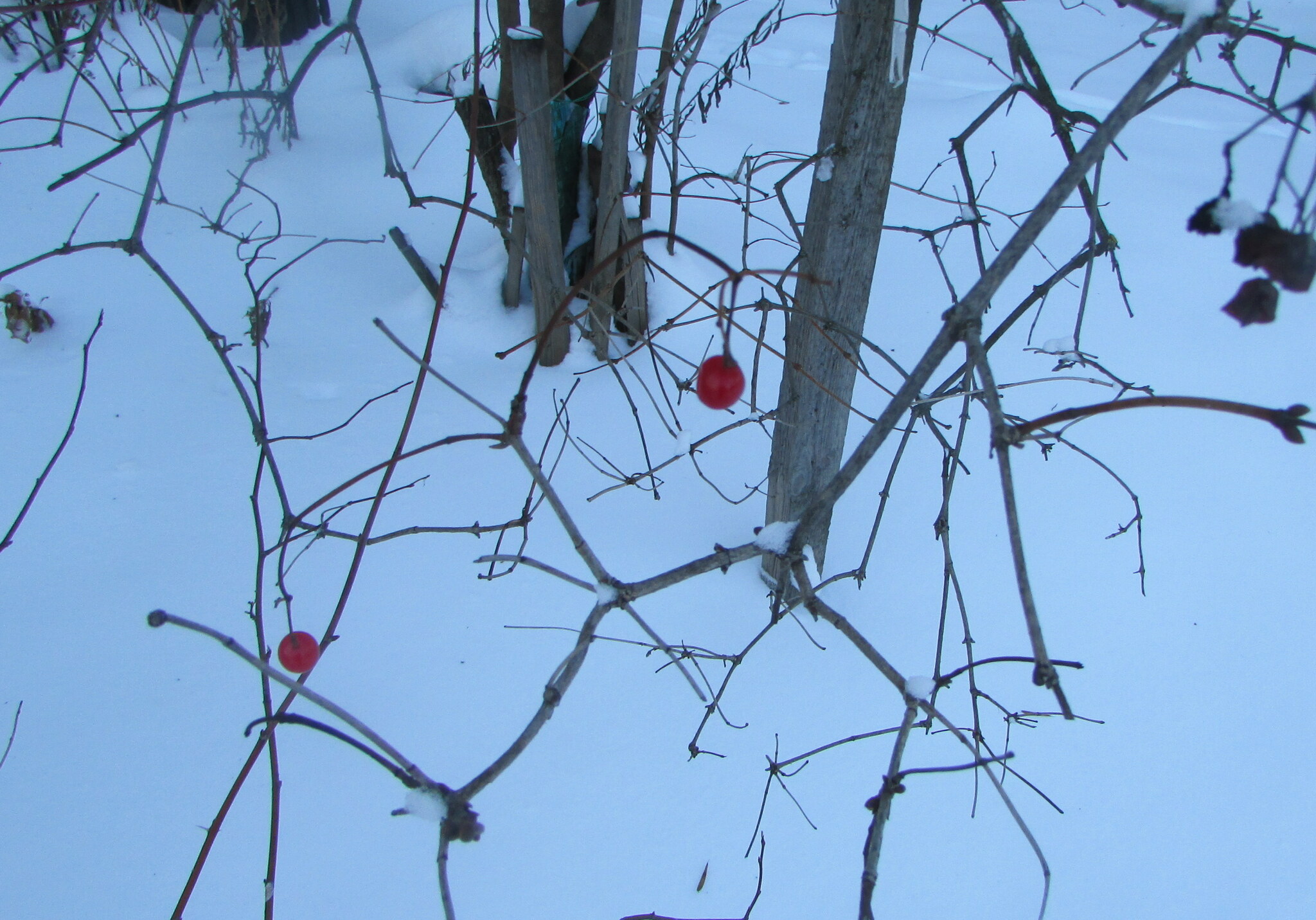 Imagem de Bola-de-neve