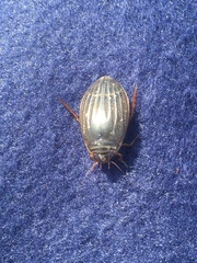 Acilius semisulcatus