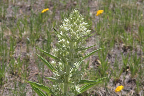 Frasera speciosa