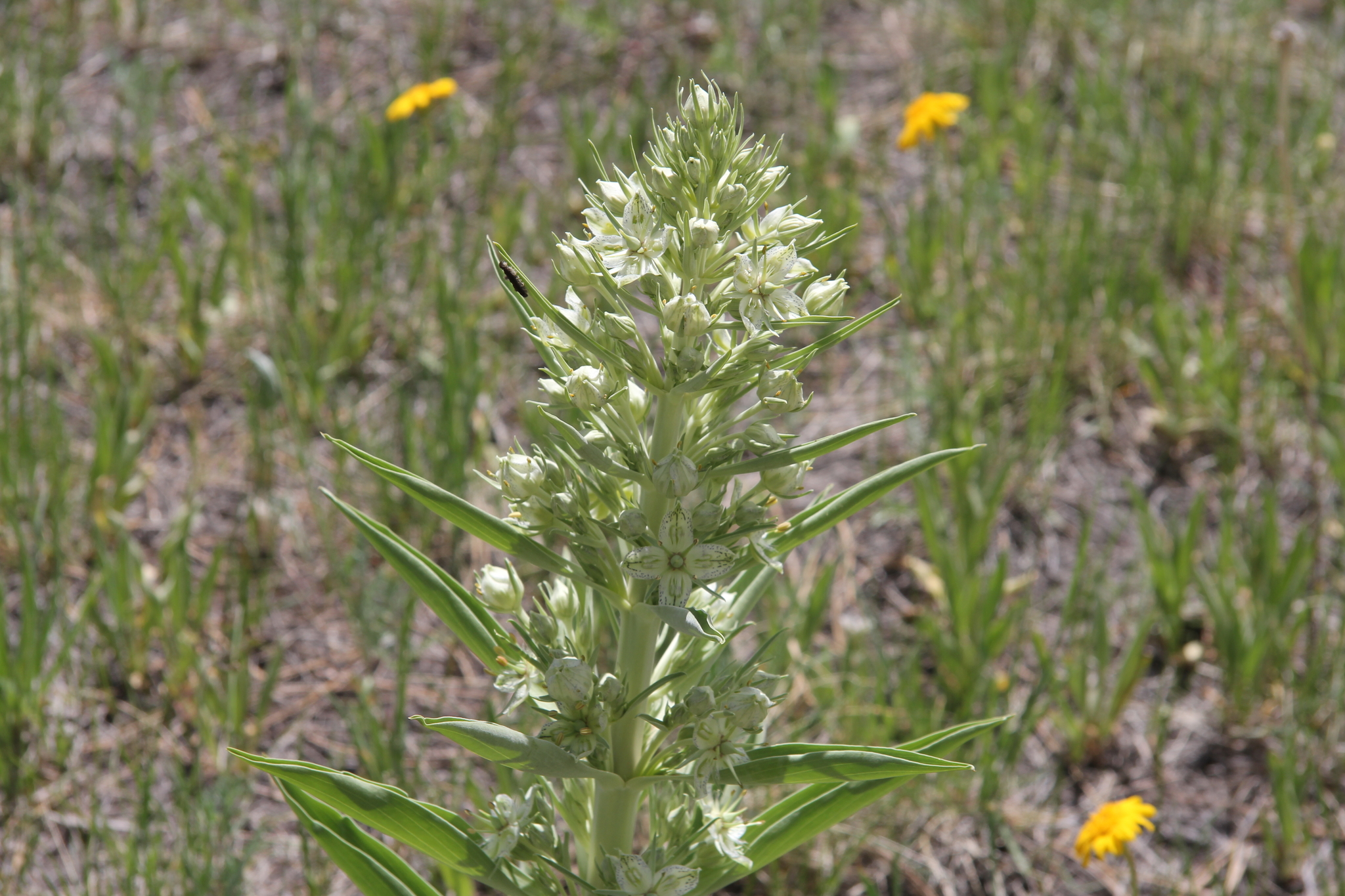 Frasera speciosa