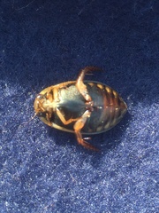 Acilius semisulcatus