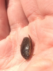 Acilius semisulcatus