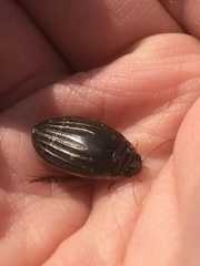 Acilius semisulcatus