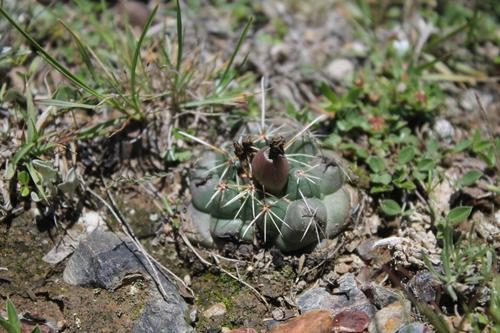 Coryphantha vogtherriana
