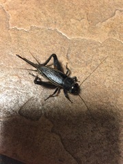 Gryllus texensis