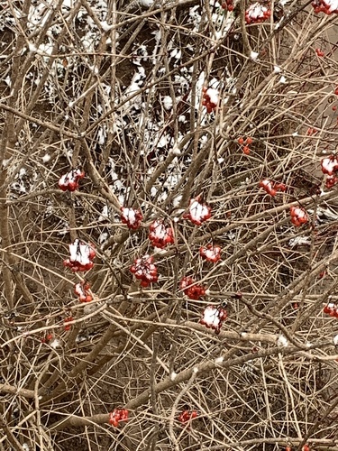 Bola-de-neve